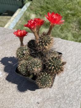 Lobivia hertrichiana